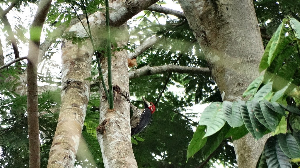 Crimson-crested Woodpecker - Helbert Noventa