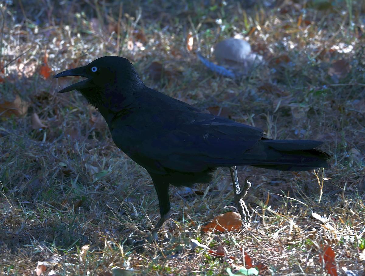 Torresian Crow - ML464399321
