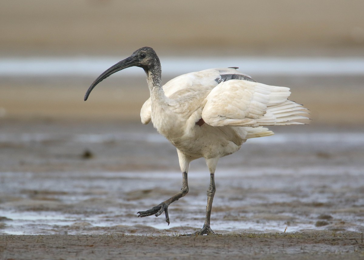 ibis australský - ML464401651