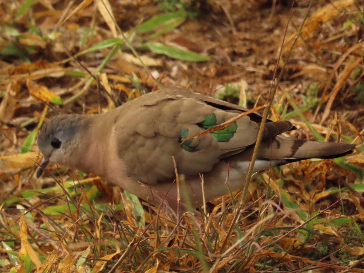 Emerald-spotted Wood-Dove - Lloyd Nelson