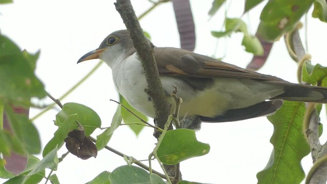 Pearly-breasted Cuckoo - ML464403701