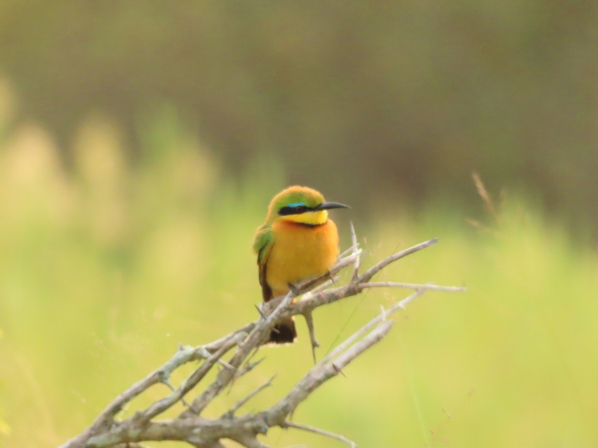 Little Bee-eater - Lloyd Nelson