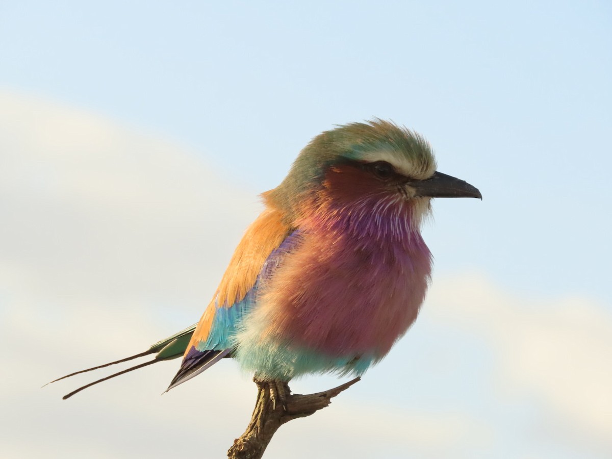 Lilac-breasted Roller - Lloyd Nelson