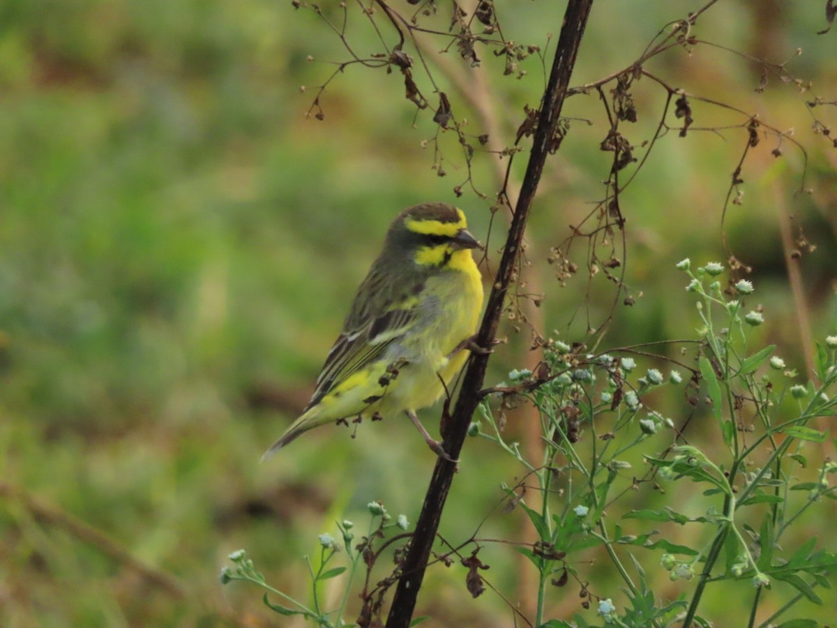 Yellow-fronted Canary - Lloyd Nelson