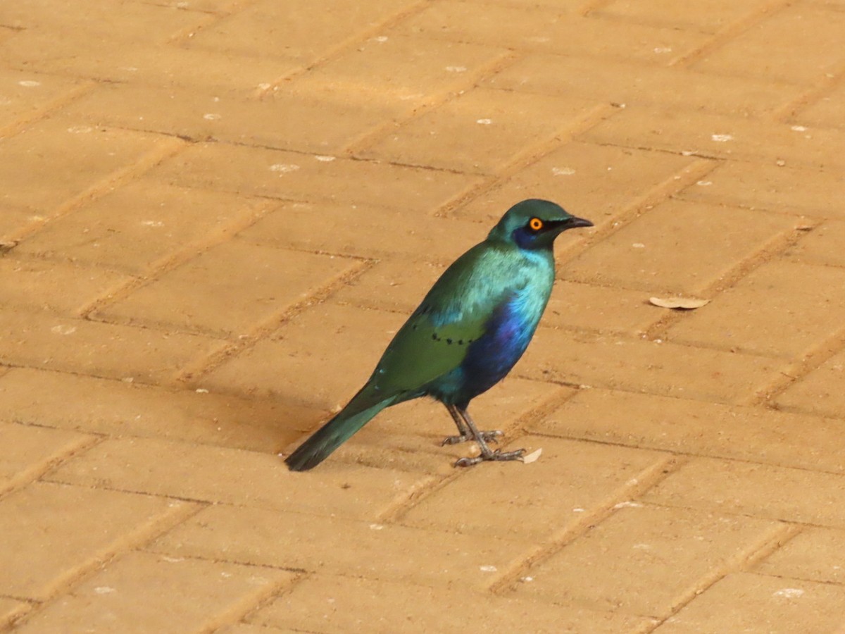 Greater Blue-eared Starling - ML464408851