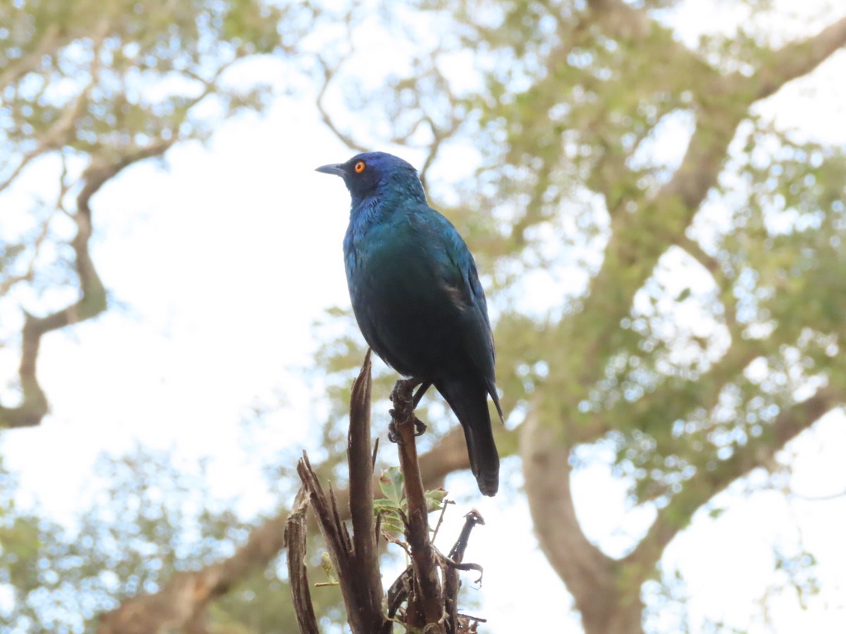 Greater Blue-eared Starling - ML464408861