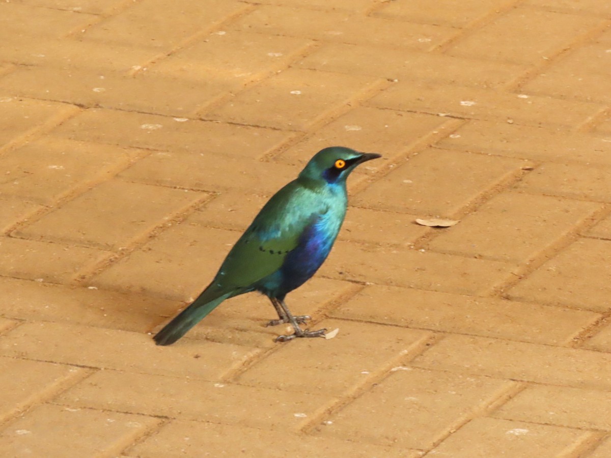 Greater Blue-eared Starling - ML464408871