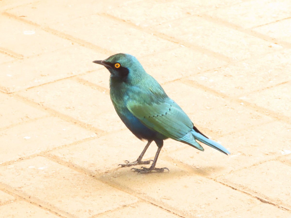 Greater Blue-eared Starling - ML464408881