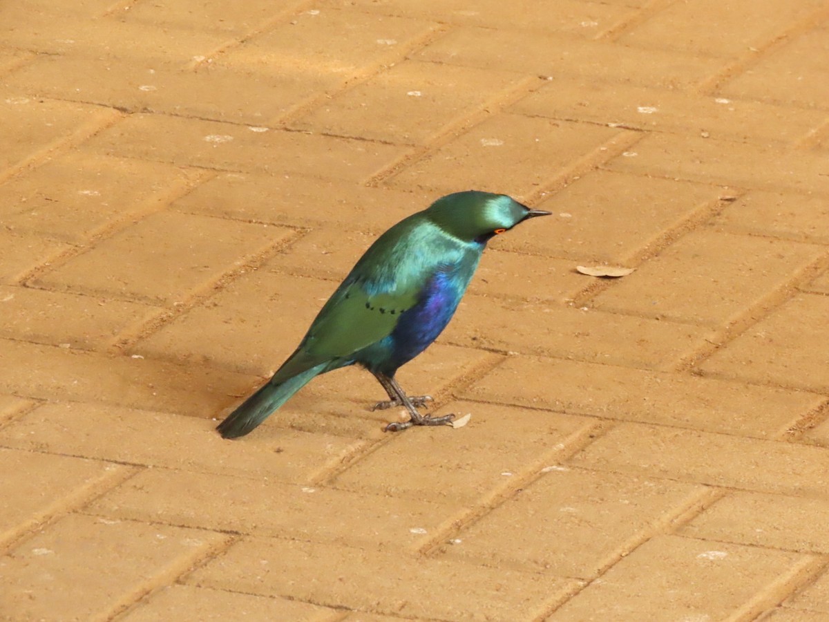 Greater Blue-eared Starling - ML464408891