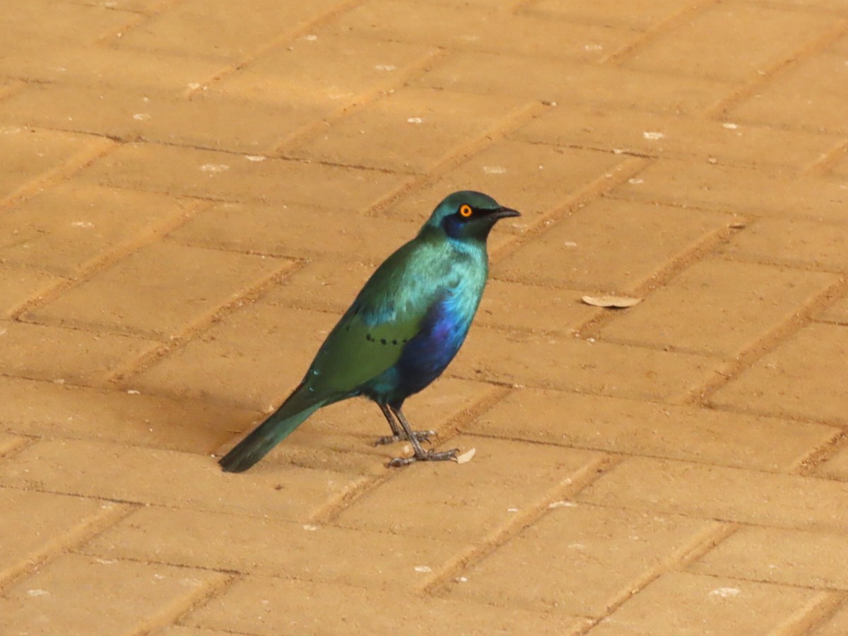 Greater Blue-eared Starling - ML464408911