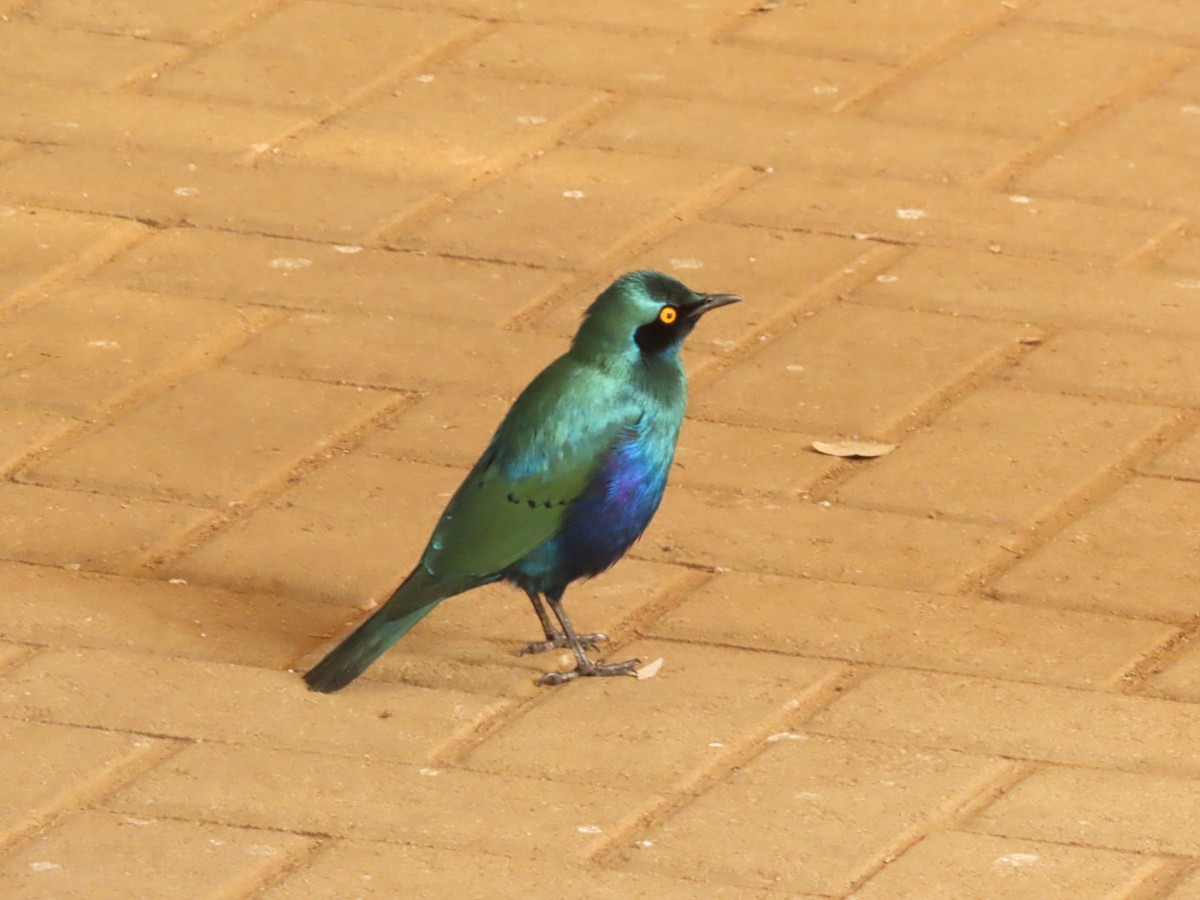 Greater Blue-eared Starling - ML464408931