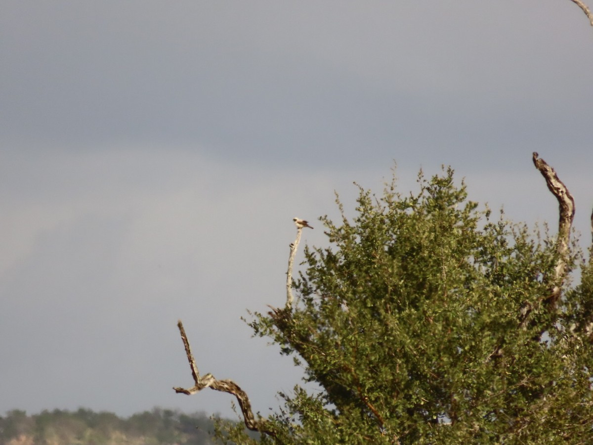 White-crowned Shrike - Lloyd Nelson