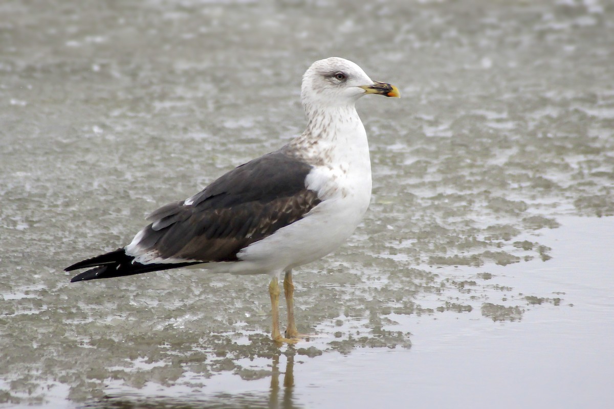 Lesser Black-backed Gull - Matthew Pendleton