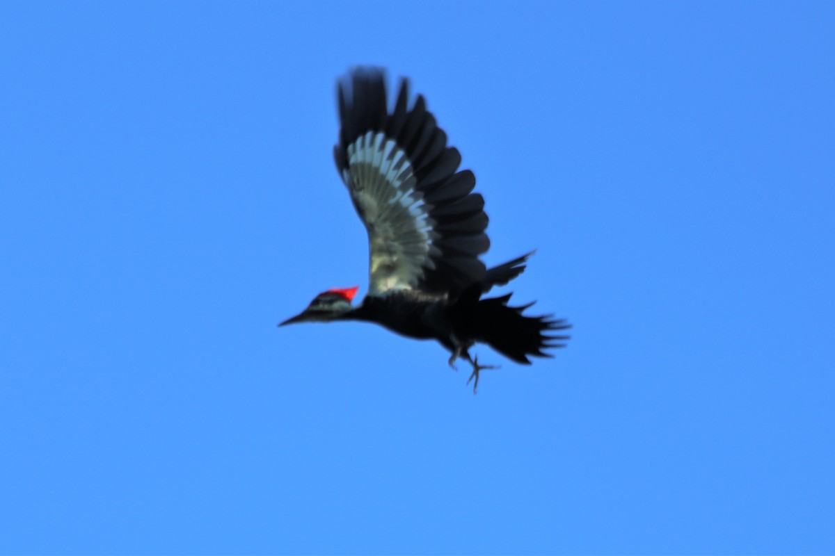 Pileated Woodpecker - ML464412191