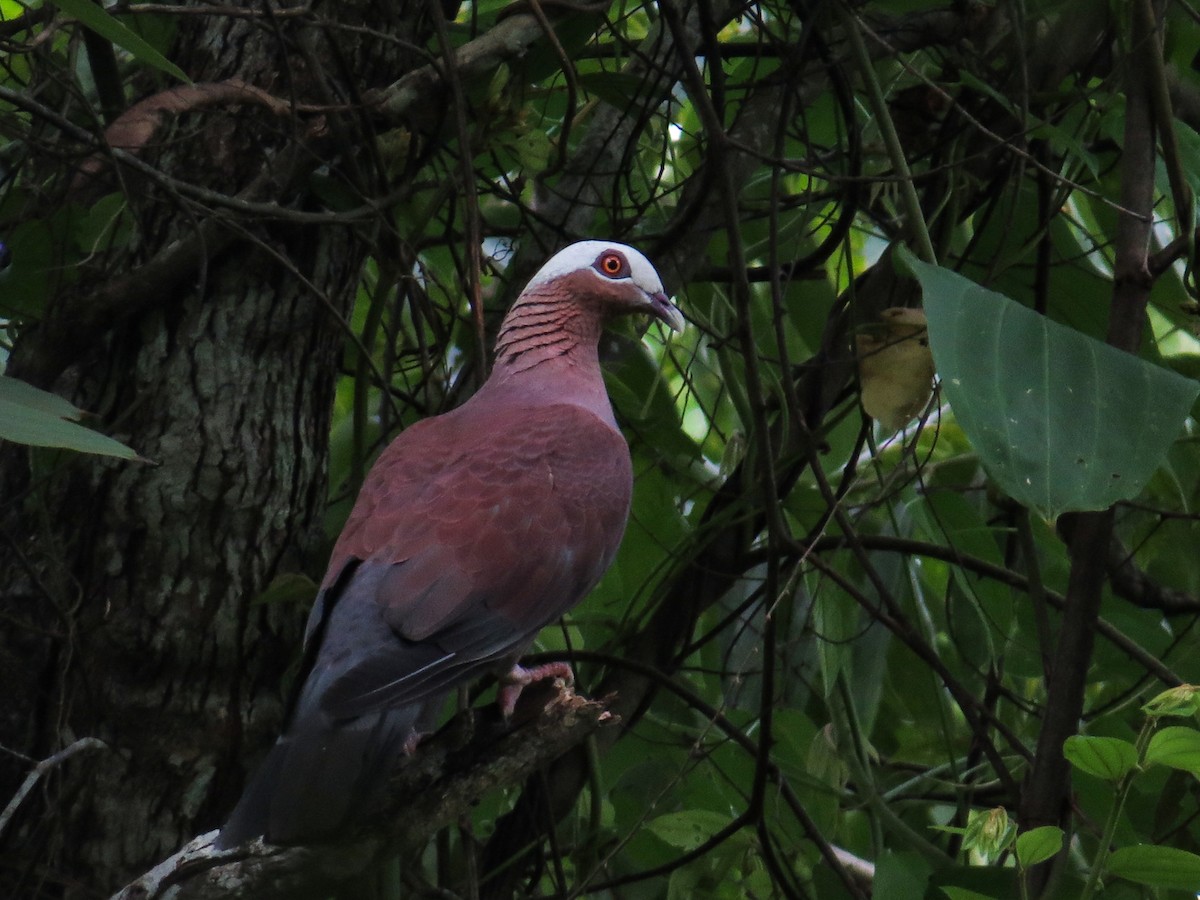 Pale-capped Pigeon - ML464416631