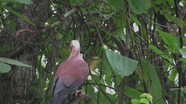 Pale-capped Pigeon - ML464416661