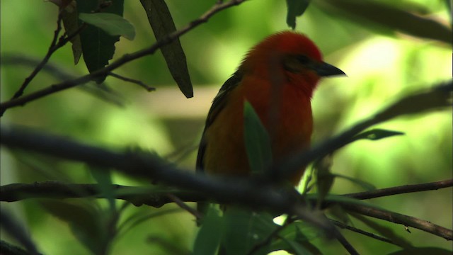Flame-colored Tanager - ML464417