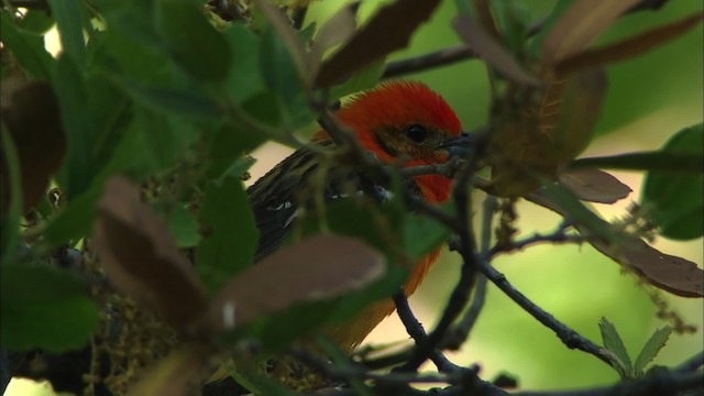 Flame-colored Tanager - ML464418
