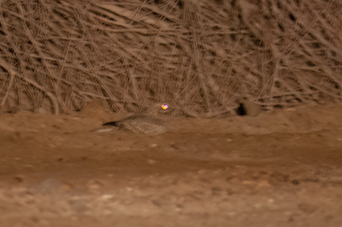 Nubian Nightjar (Nubian) - ML464418241