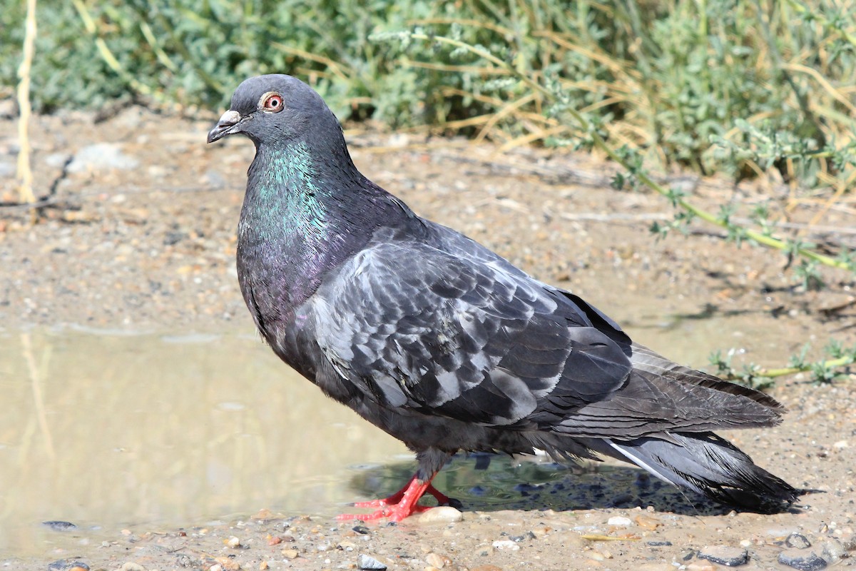 Rock Pigeon (Feral Pigeon) - Matthew Pendleton