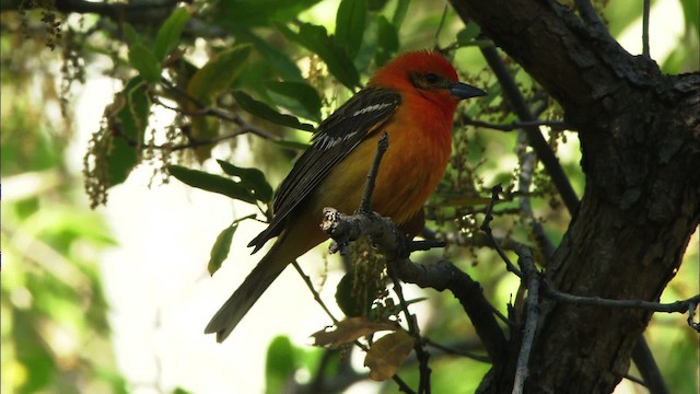 Flame-colored Tanager - ML464419