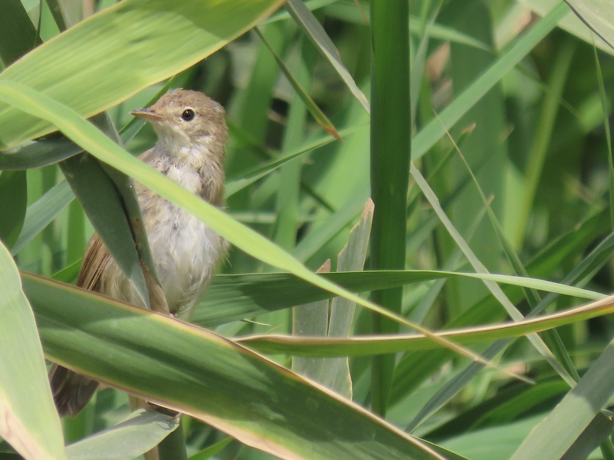 Common Reed Warbler - ML464419551