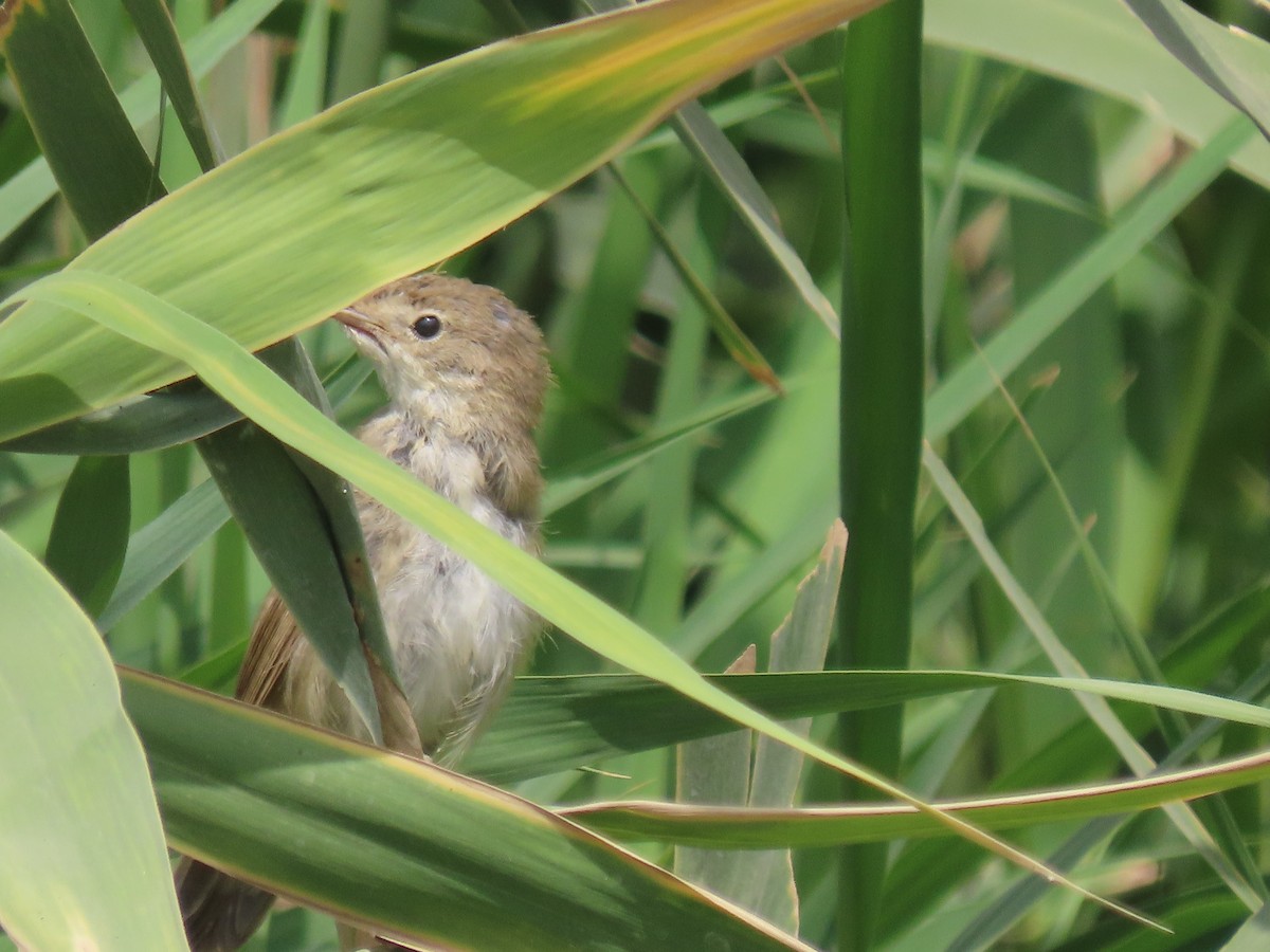 Common Reed Warbler - ML464419561