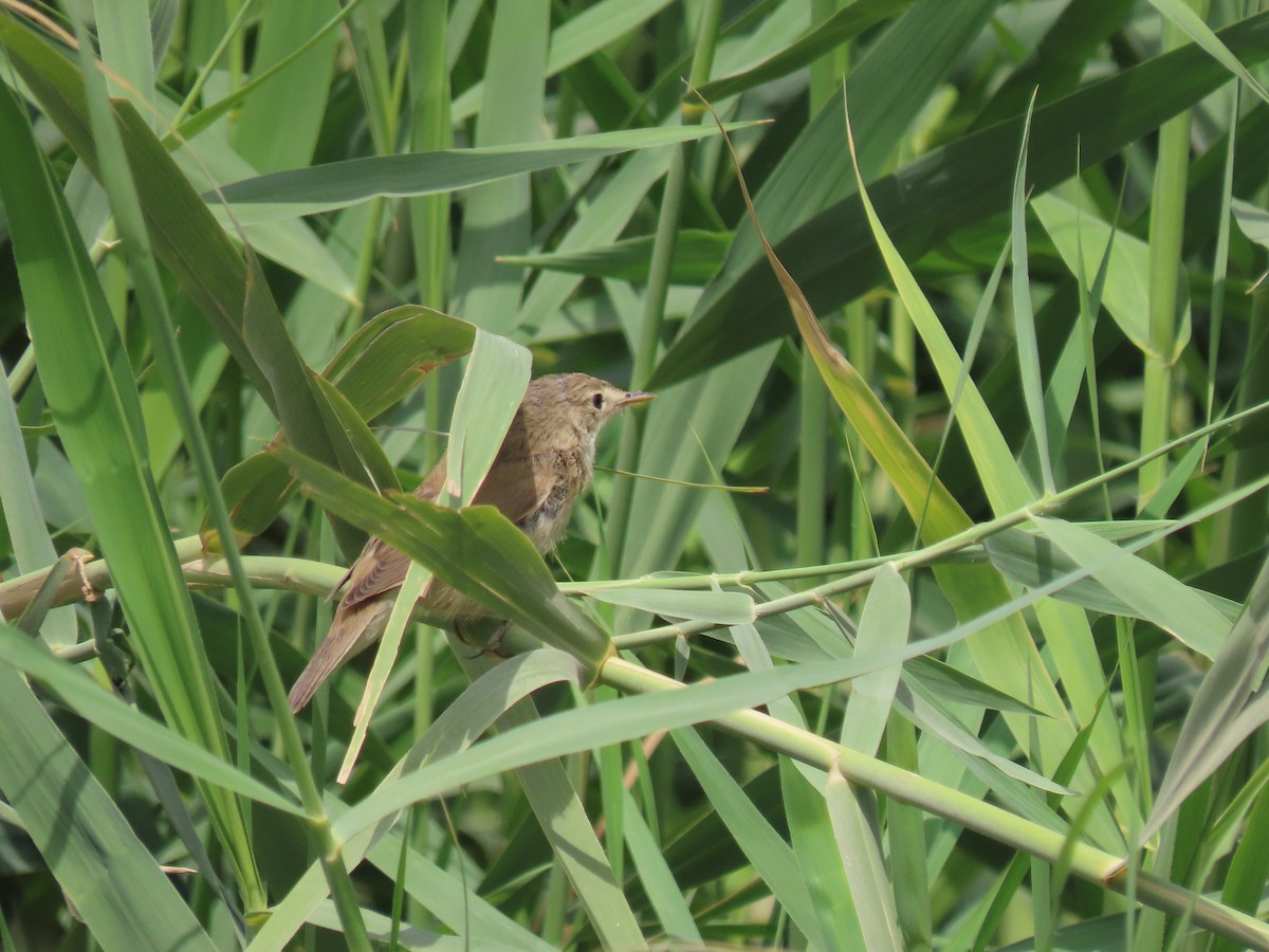 Common Reed Warbler - ML464419731