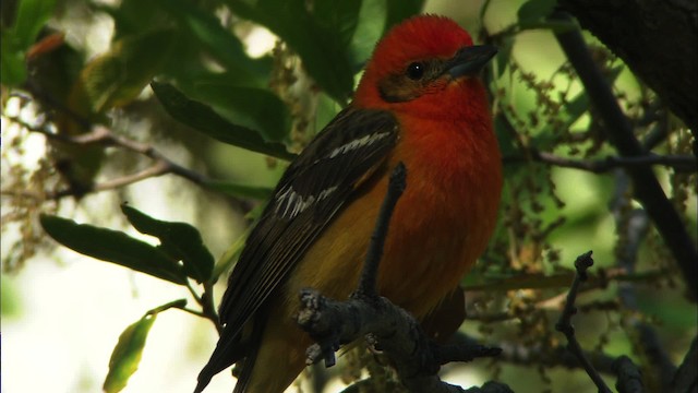 Flame-colored Tanager - ML464420