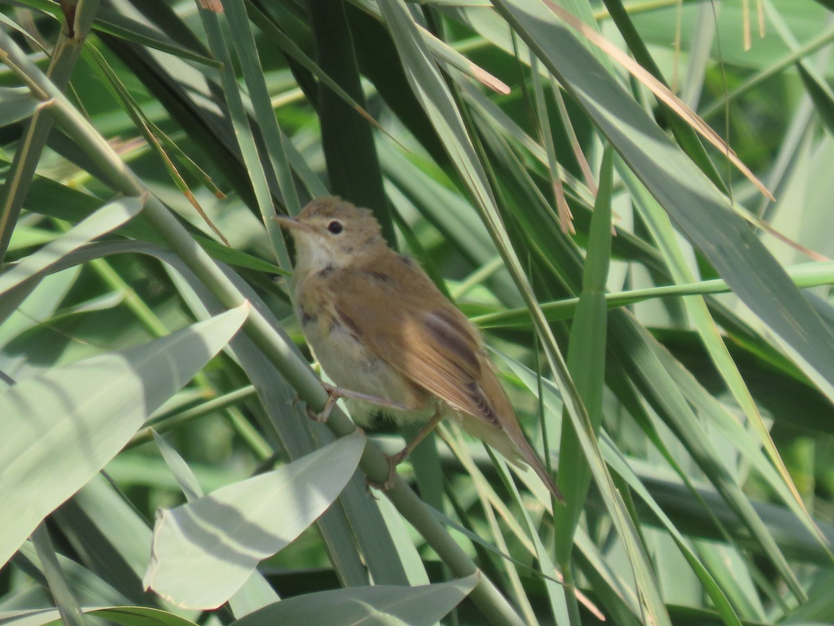 Common Reed Warbler - ML464420111