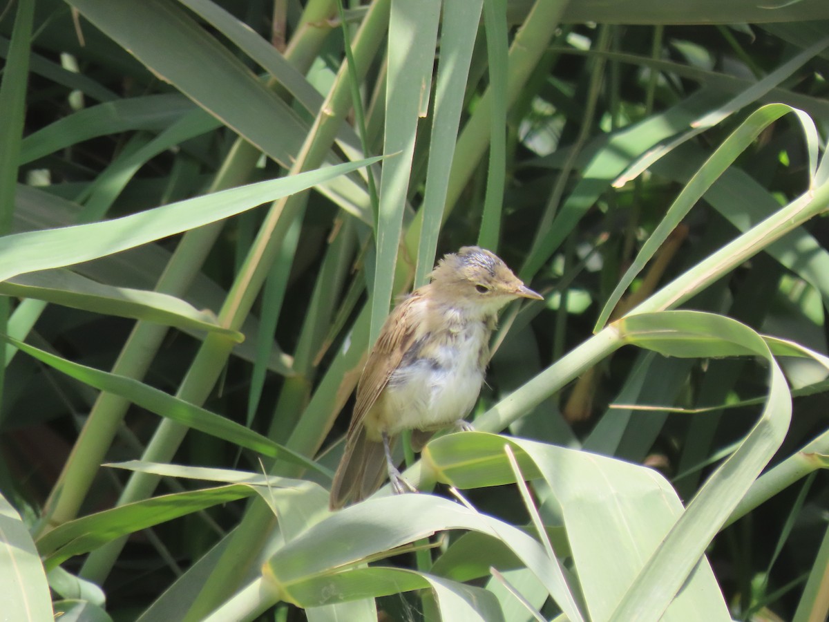 Common Reed Warbler - ML464420121