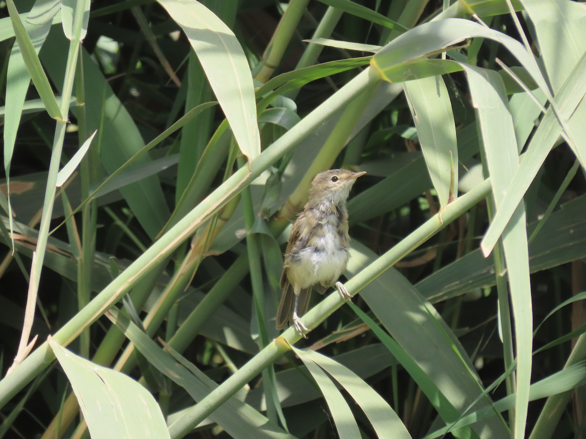 Common Reed Warbler - ML464420131