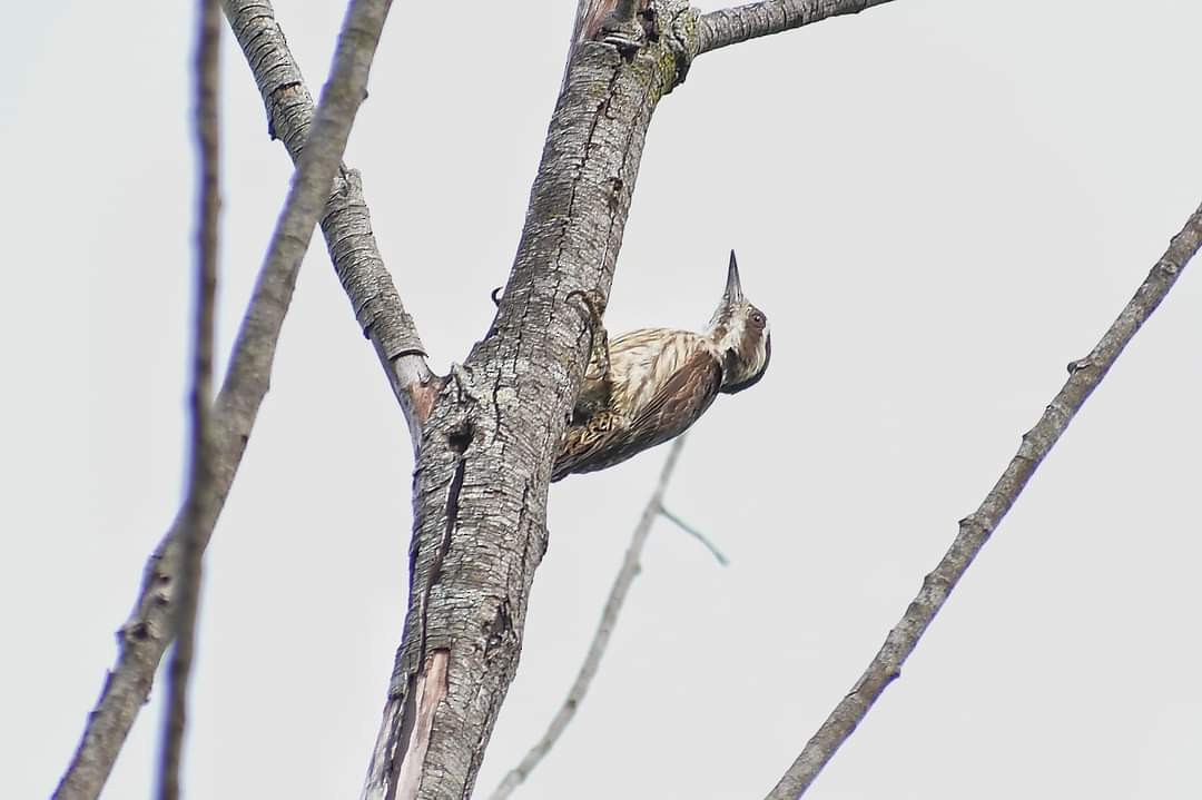 Sunda Pygmy Woodpecker - Somkiat Pakapinyo