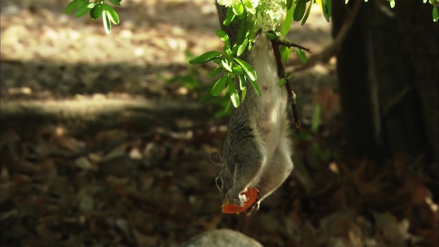 Arizona gray squirrel - ML464424