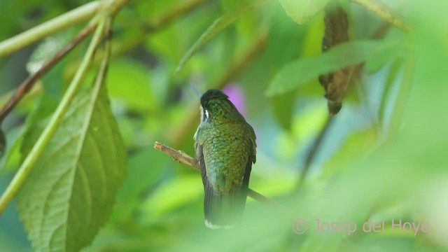 kolibřík fialovohlavý - ML464424241