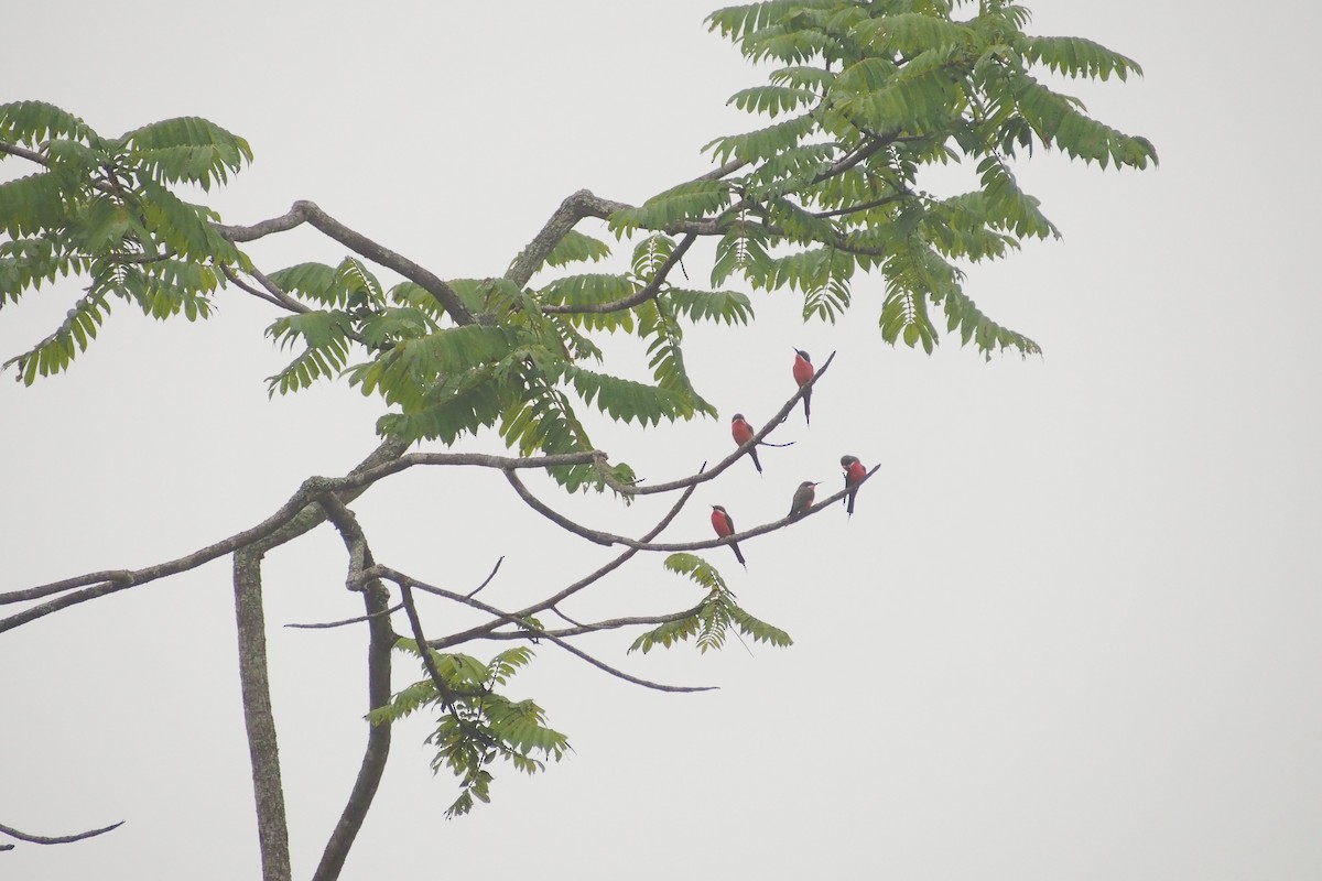 Rosy Bee-eater - ML464425521