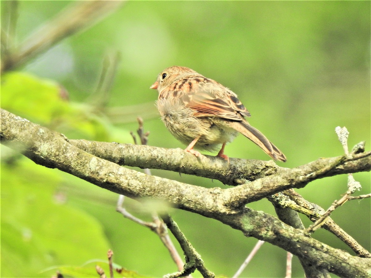 Field Sparrow - Susan Brauning