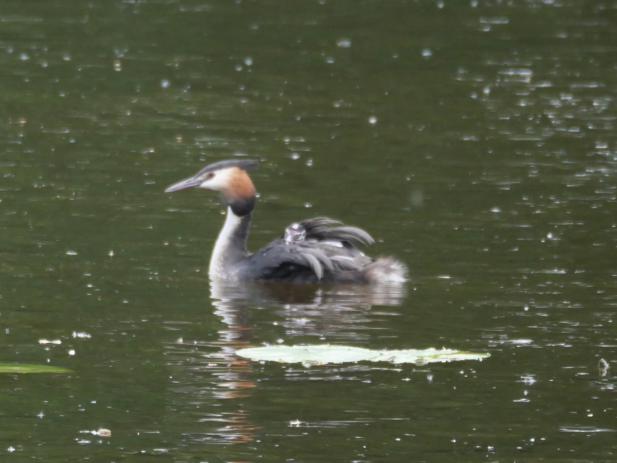 Great Crested Grebe - ML464433631