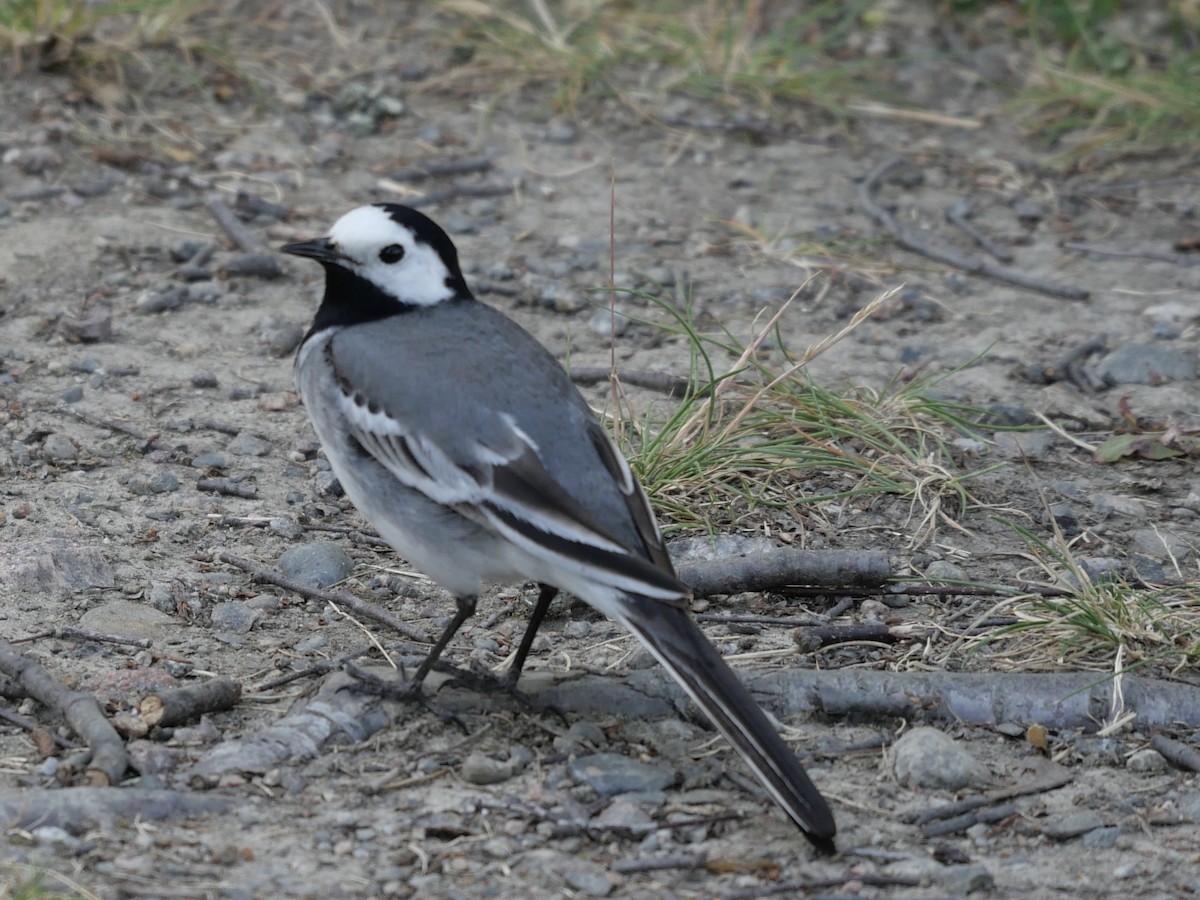White Wagtail - Tammy Brown