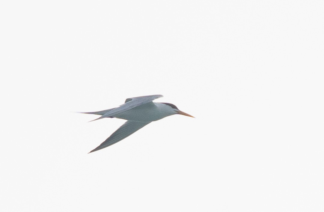 Lesser Crested Tern - ML464434171
