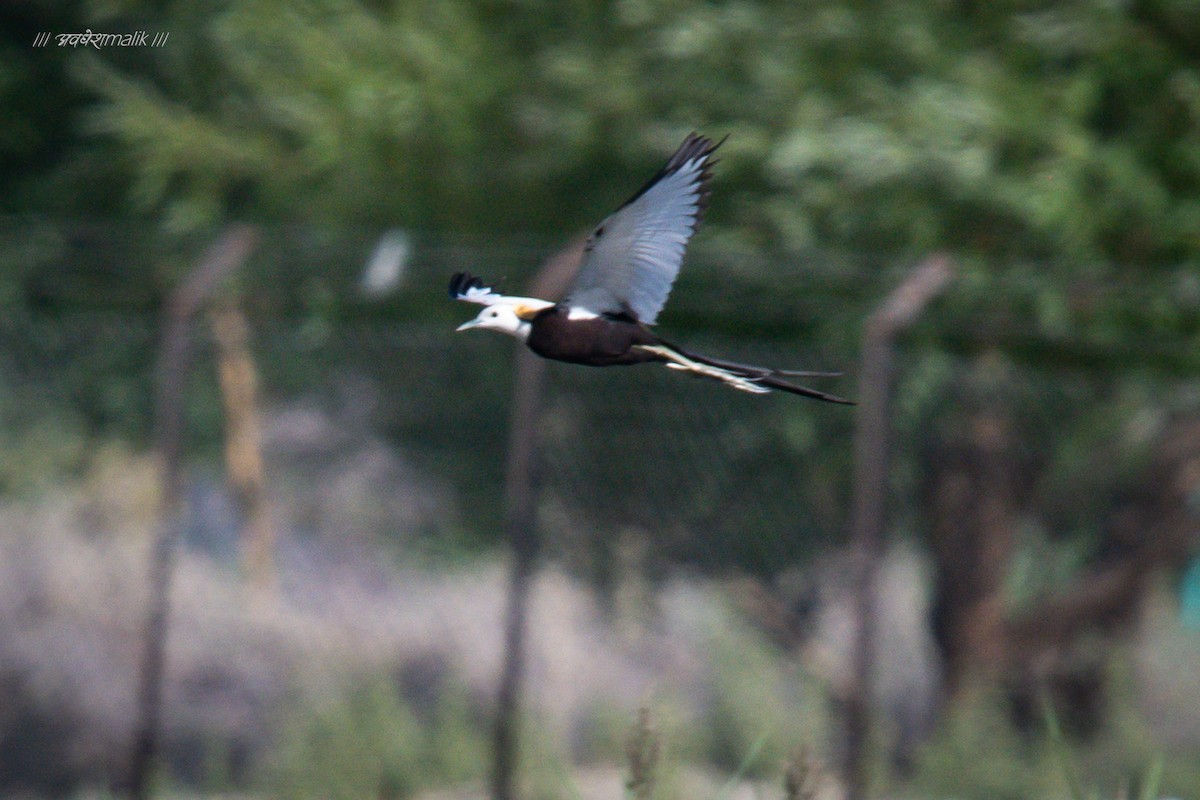 Pheasant-tailed Jacana - Avadhesh Malik