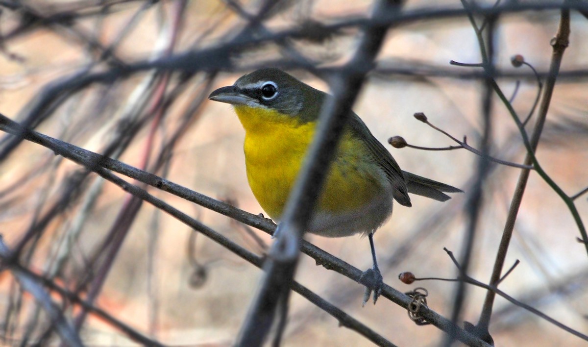Yellow-breasted Chat - ML46444141