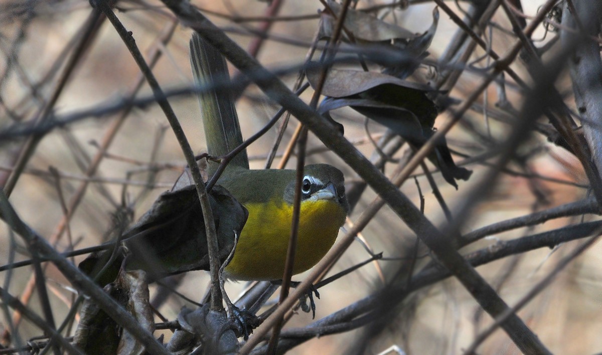 Yellow-breasted Chat - ML46444151