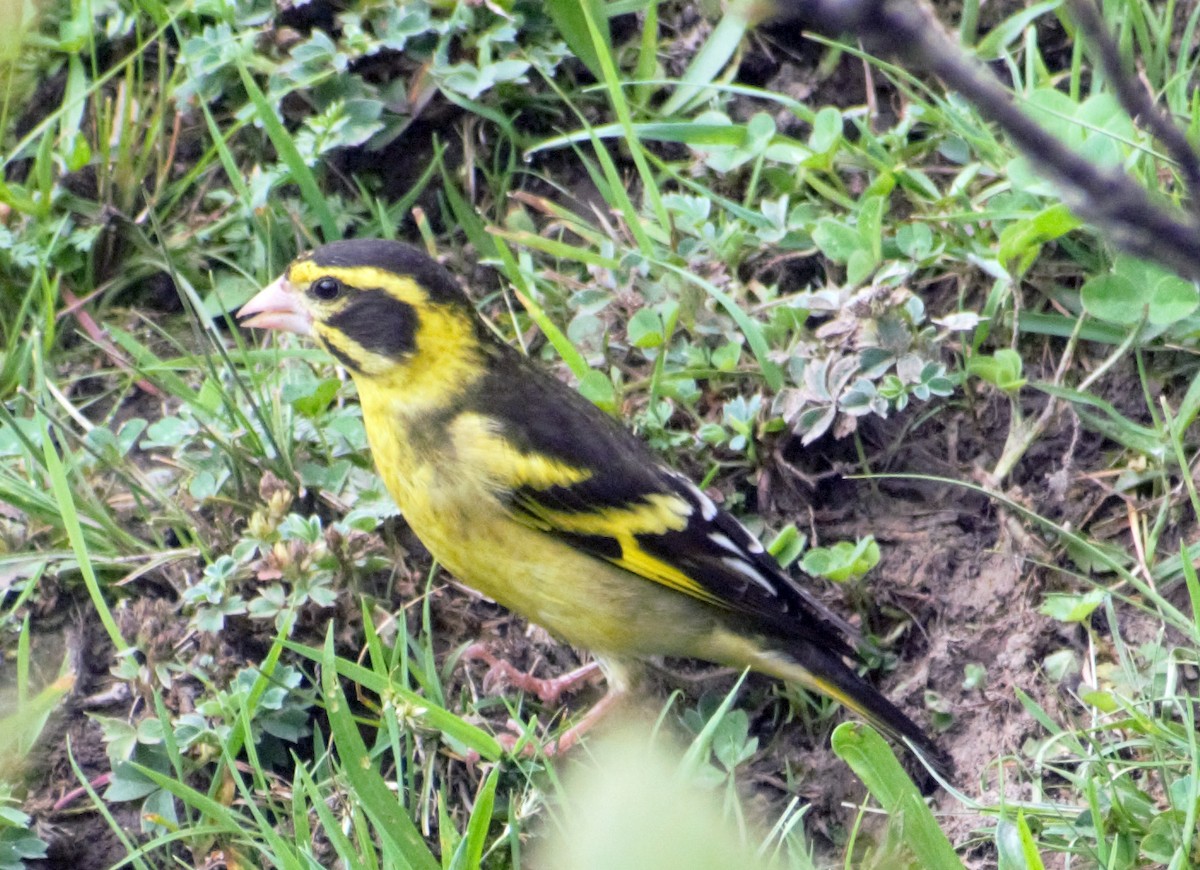 Yellow-breasted Greenfinch - ML464444811