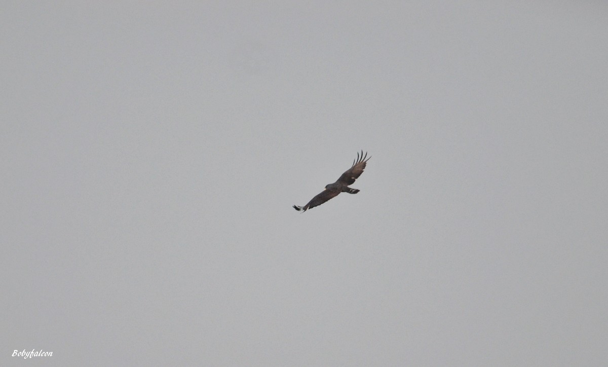 Zone-tailed Hawk - ML46444791