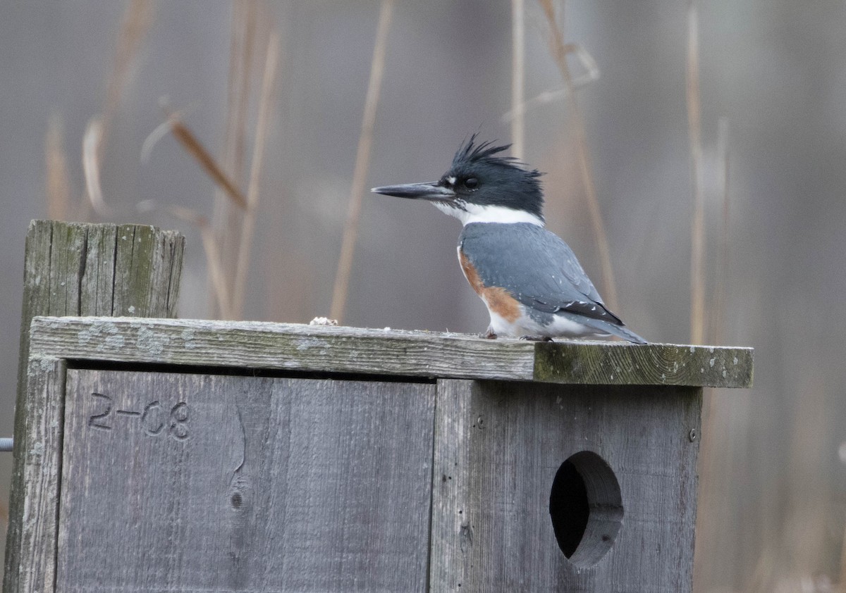 Belted Kingfisher - ML46444801