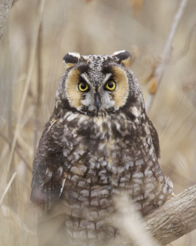 Long-eared Owl - ML46444871