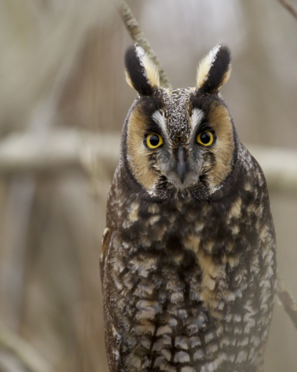 Long-eared Owl - ML46444981