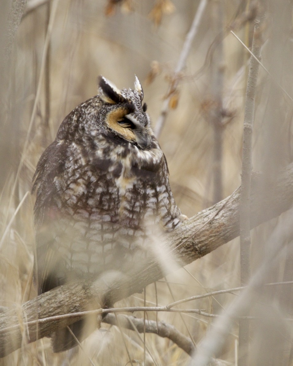 Long-eared Owl - ML46445131