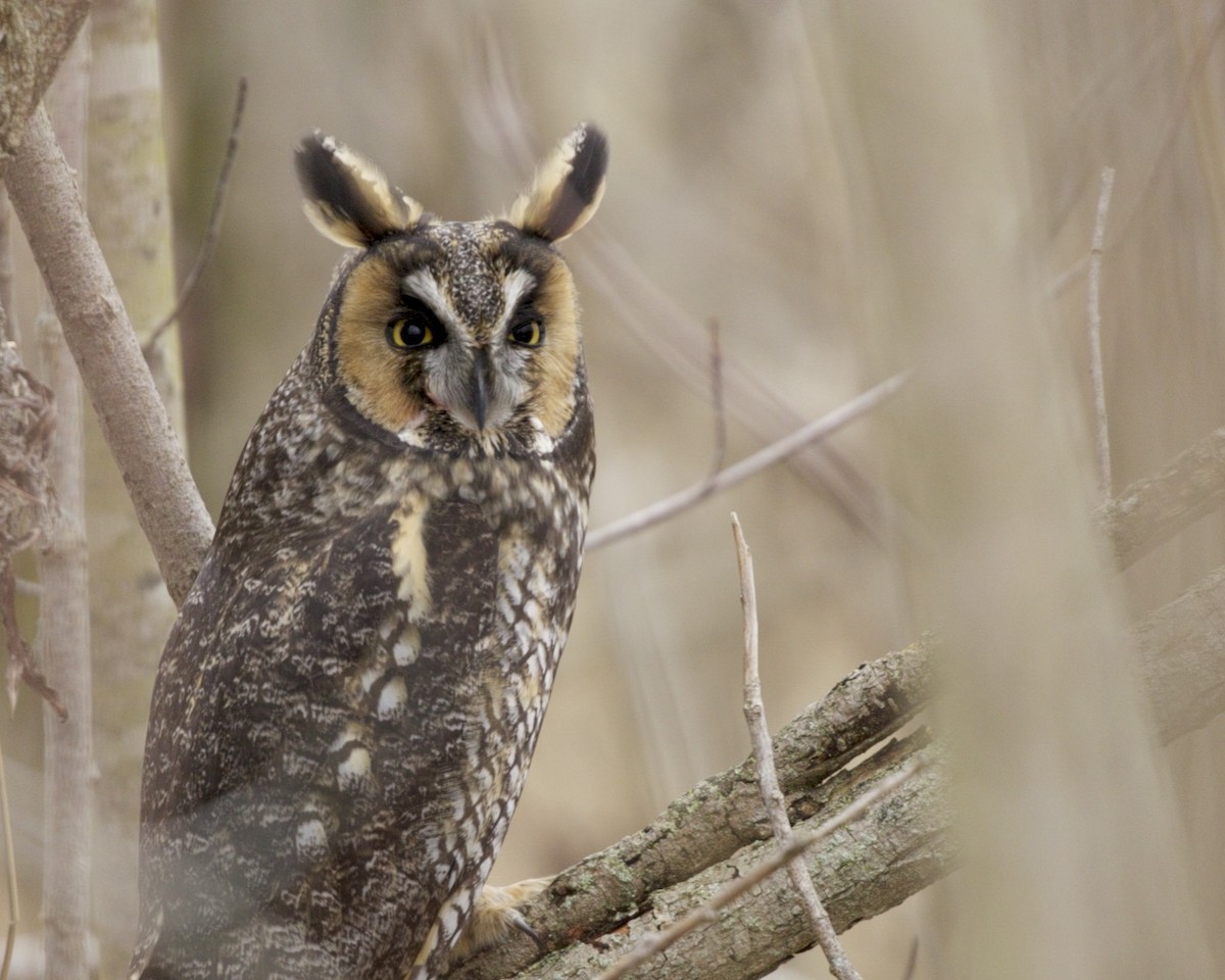 Long-eared Owl - ML46445261